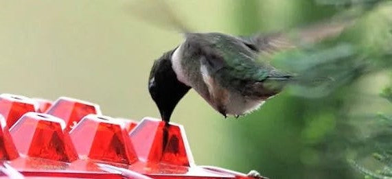 Elegancki zewnętrzny karmnik dla kolibrów z ochroną przed mrówkami