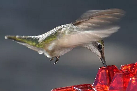 Elegancki zewnętrzny karmnik dla kolibrów z ochroną przed mrówkami