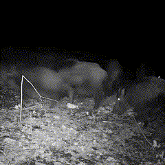 Zaawansowana Kamera Leśna z Nocnym Podglądem