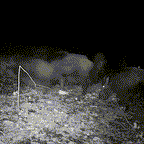 Zaawansowana Kamera Leśna z Nocnym Podglądem